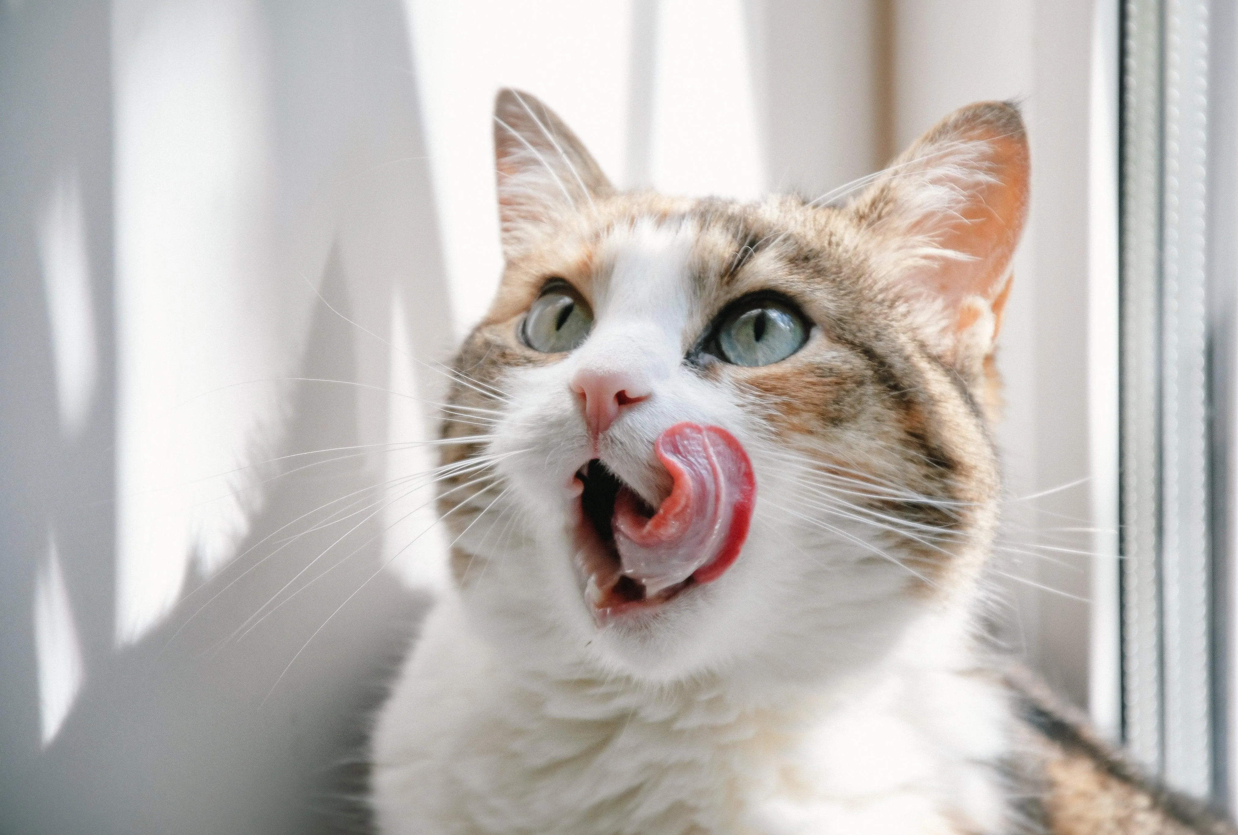 Funny Cat