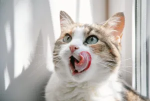 Funny Cat
