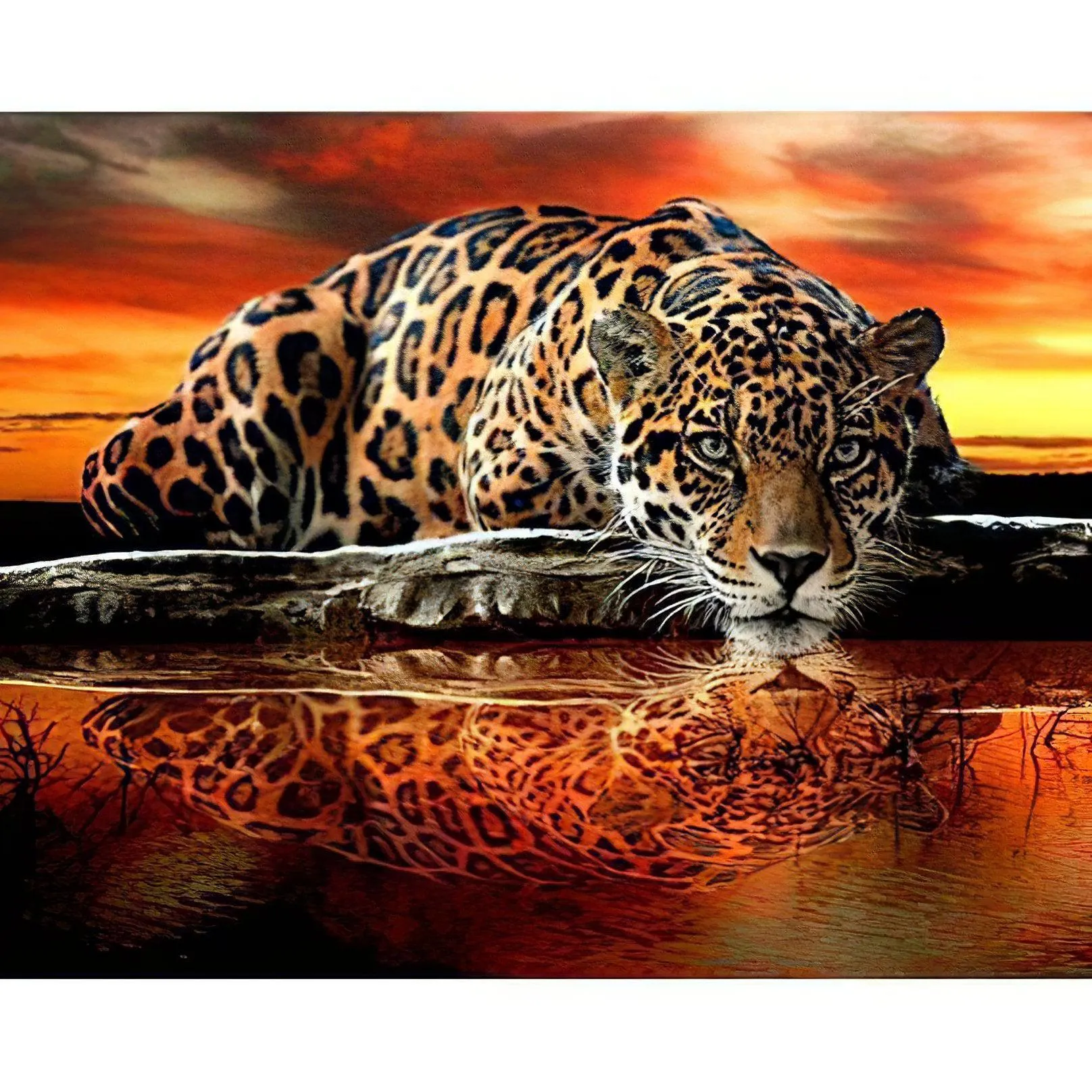 Tiger And Reflection
